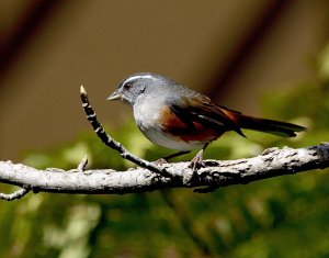 Red-rumped Warbling Finch