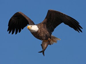 Bald Eagle with fish