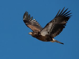 Juvenile Bald Eagle