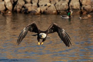 Bald Eagle coming at you