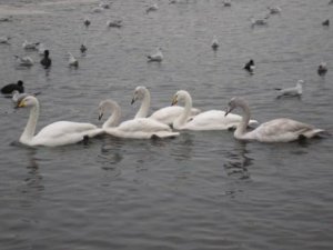 Family of Whopper Swans