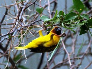 Ruppell's weaver