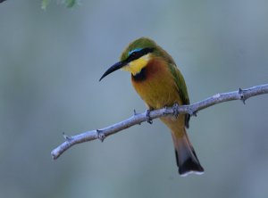 Little Bee-eater