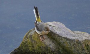 Grey Wagtail