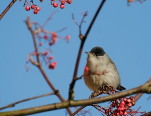 Winter Blackcap