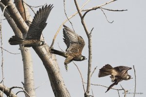 Peregrine flight