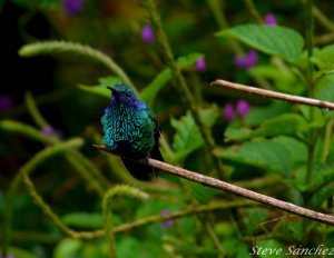 Sparkling Violetear