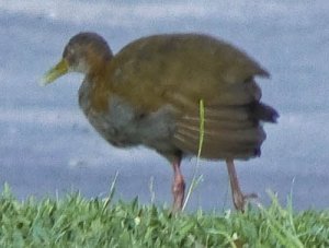 Slaty-breasted Wood-Rail