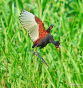 Jacana jacana