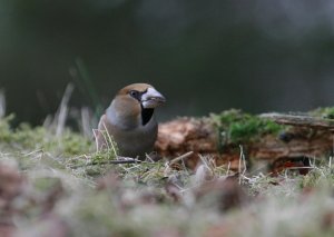 A Hawfinch