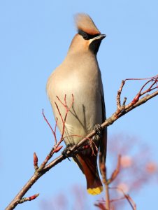 Waxwing