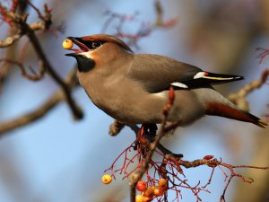 BERRY SCOFFER