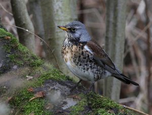 Fieldfare