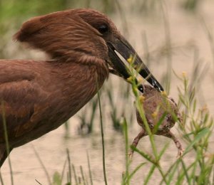 Hamerkop