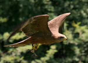 Yellowbilled Kite