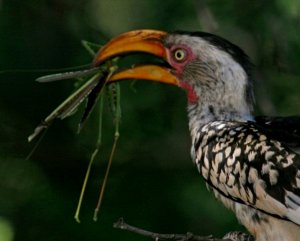 Southern Yellow-Bill Hornbill