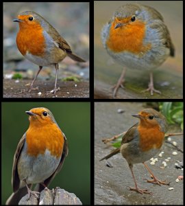 Robins