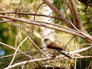 Indian Silverbill