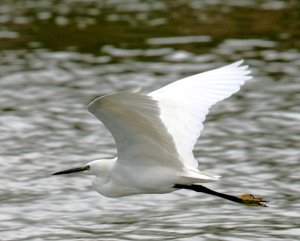 Little_Egret_Egretta_garzetta1