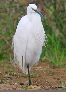 Little Egret