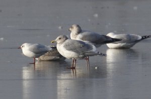 Glaucous-winged gull on Teesside