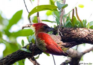 Banded Woodpecker