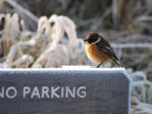 Stonechat