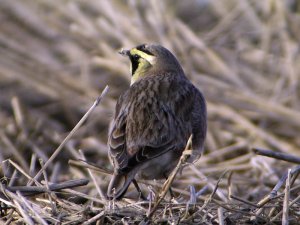 Shore (Horned) Lark