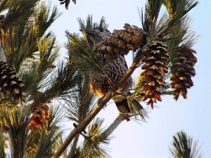 Spotted Nutcracker