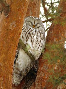 Ural Owl