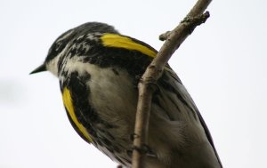 yellow rumped warbler