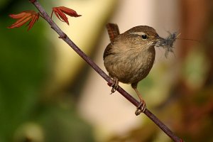 Wren