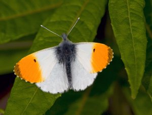 Orange Tip Butterfly (male)