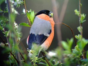 Northern Bullfinch