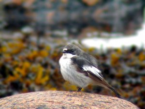 Pied Flycatcher