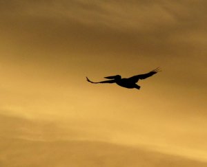 australian pelican after sunset