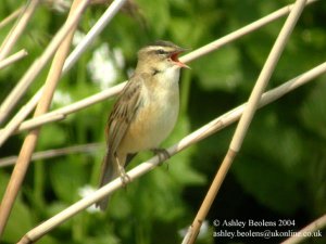 Song of the sedge