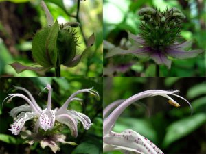 Wildflower ID Please?: