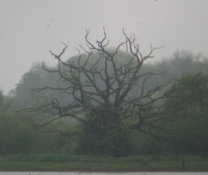 Dead Oak Tree and Swallows