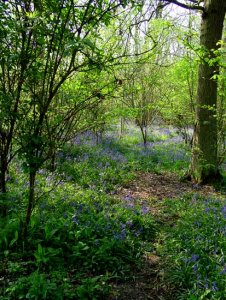 English Woodland in Spring...