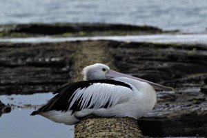australian pelican resting