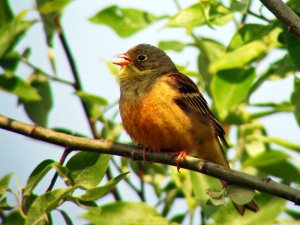 Ortolan Bunting