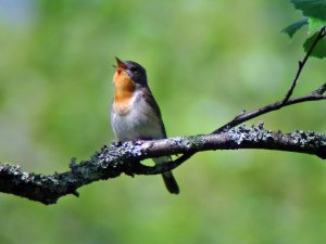 Red-breasted Flycatcher