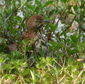 Bathing Thrasher