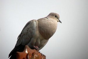 Satiated Collared Dove