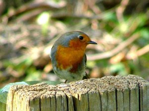 Robin