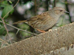 Hedge sparrow