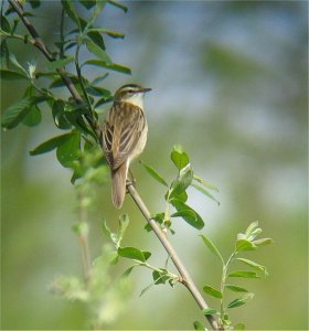 Sedge Warbler showing off!