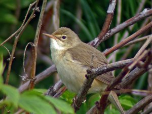 Marsh warbler