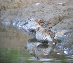 Dunlin